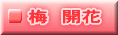 梅 開花