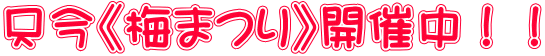 只今《梅まつり》開催中!!